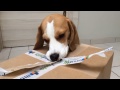 Funny Dog gets an awesome surprise : Cute Dog Louie The Beagle "Jolly Bounce N Play"