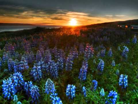 Vinus Songs 2 -Devadaru Poothu....wmv