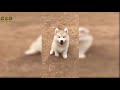 Cats And Dogs Funny Videos June 2019 – Cat and Dog Vines – Too Cute Funniest Pet Animals Compilation