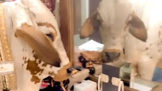 Family Bursts Into Laughter As Curious Cow Invades Their Living Room Wooglobe