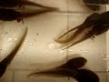 Tadpoles