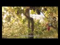 Észak-Dunántúl borvidékeket bemutató PR film