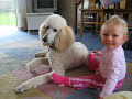 Baby being Gentle with Standard Poodle