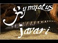 Gymnotus javari , electric tiger knife fish from the Amazon ! Aquarium knife fish care