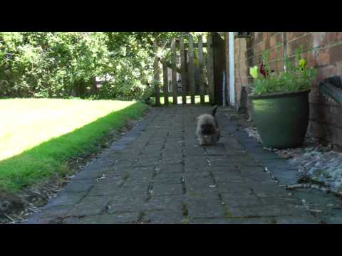 border terrier cross shih tzu adorable border terrier cross shih tzu puppy exploring home border terrier cross shih tzu adorable border terrier cross shih tzu puppy exploring home