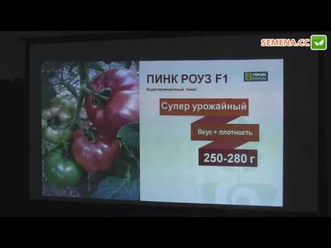 Томат сорт пинк уникум Томат сорт пинк уникум