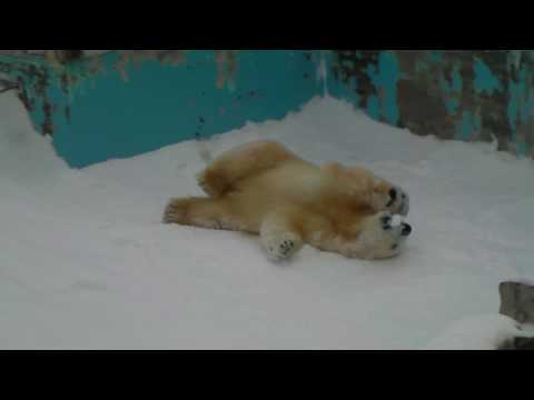 Polar Bear 20100207 雪で滑って遊ぶイコロ（円山動物園）