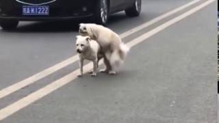 OMG Two Gay Dogs Fuck Each Other/两只狗互操