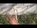 trampa para aves