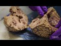dissection