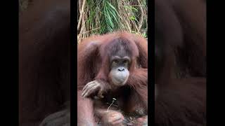 Orangutan Up Close.