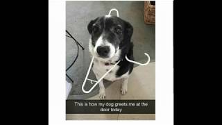 TRY NOT TO SMILE - funny animals photos #week2