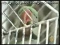 Burung Nuri Hafal Dan Mampu Baca Mengaji Quran images Burung Nuri Hafal Dan Mampu Baca Mengaji Quran