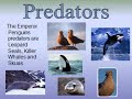 Emperor Penguin