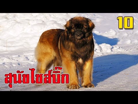 10 สายพันธุ์ สุนัขที่ใหญ่ที่สุดในโลก !!! | Best biggest dogs in the world