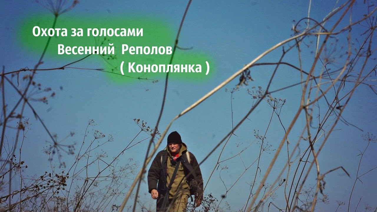 Как ловят коноплянку Как ловят коноплянку
