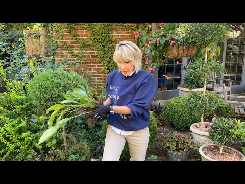 ‼️👩🏼🌾❓HOW TO TRANSPLANT A PERENNIAL from one part of the garden to another❣️