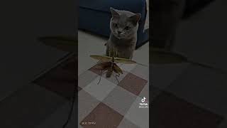 Opisode 1
