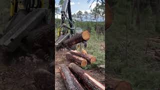 How To Make A Perfect Cut With A Harvester 1270G #Wood #Montains #Tree #Harvest #Harvester #Viral