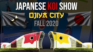 JAPANESE KOI SHOW **OJIYA CITY, NIIGATA JAPAN