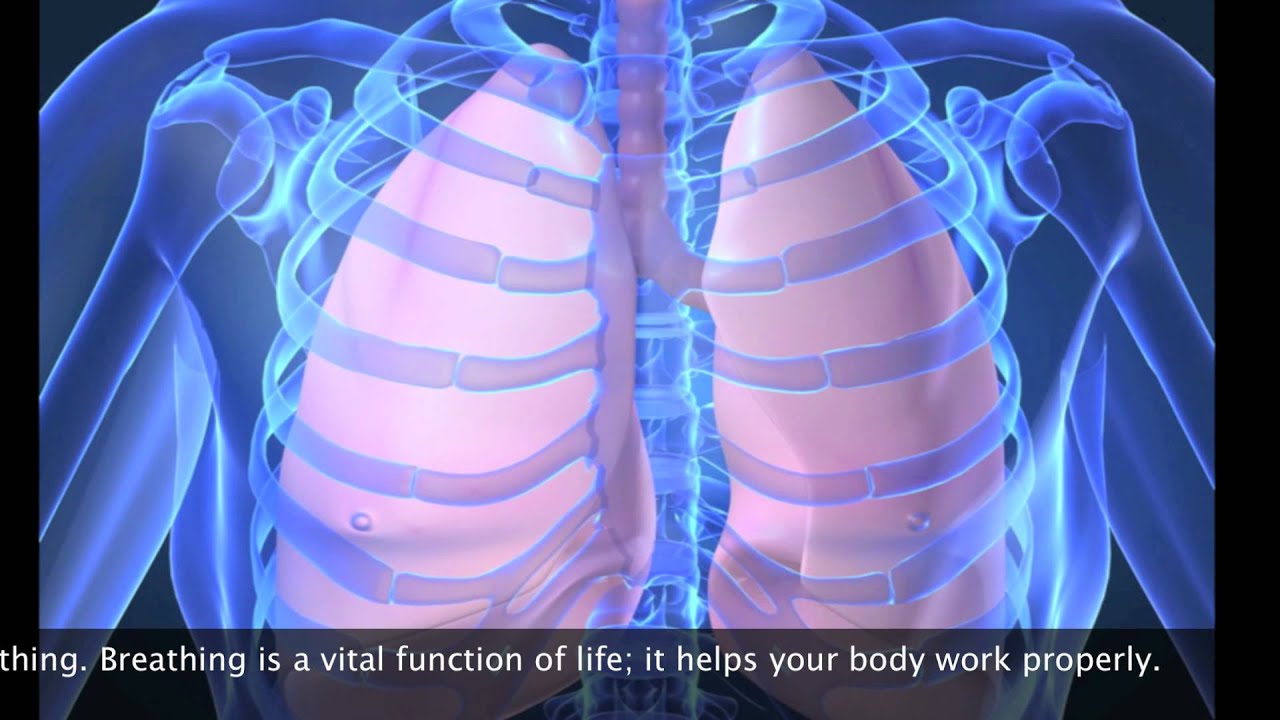 Lungs and Diaphragm - YouTube