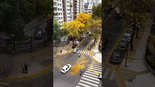 Dancing Leaves. Autumn Of Buenos Aires