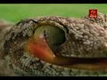 Olimpiada Animal