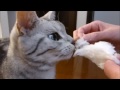 初めての綿菓子に夢中な猫 ～おかしくなった猫の味覚 -Cat have a sweet tooth