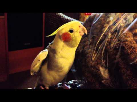 bird whistling kill bill to his favorite treat