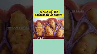 Xem Chất Béo Khiến Bạn Béo Lên Ntn?