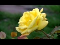 Veress Zoltán - Halványsárga rózsa