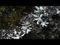 Mosses & Lichens
