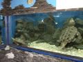 Alushtinskiy Aquarium FLASH