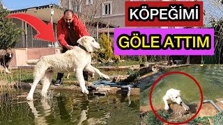 Göle Köpeği̇mi̇ Attim - İlk Defa Yüzdüler