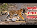 সুন্দরবনে সরাসরি বাঘের শিকার হরিণ । Live Tiger Attacks Deer In Sindarban
