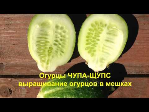 Цитрон огурец выращивание 45