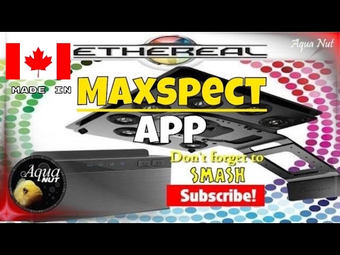 maxspect ethereal review