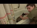 Max the Siamese Cat's Bath