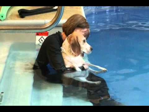 k9 Waves - Sam swimming_0002.wmv