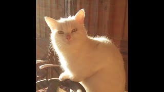 The Ballad Of Gigi Kitty By Mike E Hilliard Interpretive Dance By Gigi