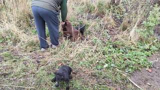 Patterdaleterrier Live Russia