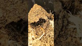 Lasiodora Parahybana