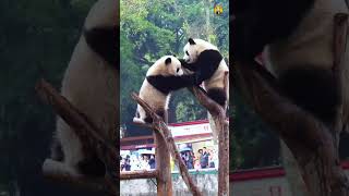 The Baby Pandas In A Hilariously Cute Conflict 아기 판다들이 웃긴 다툼을 벌여요