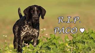 UNSER HUND IST TOT. R.I.P PACO UNSER HUND IST TOT. R.I.P PACO