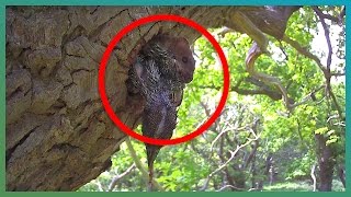 WARNING: Stoat Kills Four Baby Woodpeckers | #Springwatch | Earth Unplugged WARNING: Stoat Kills Four Baby Woodpeckers | #Springwatch | Earth Unplugged