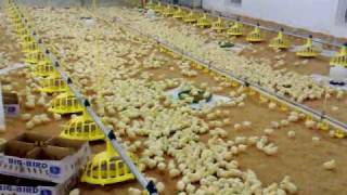 cara tepat penggemukan sapi potong cara ternak ayam filipina