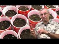 Garden tips