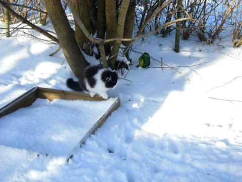 Talking kittens: Fiama the Show leopard