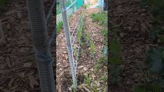 This Is How I Trellis My Peas This Year