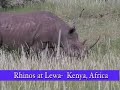 rhinos